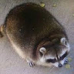 Meet your Posher, Félix